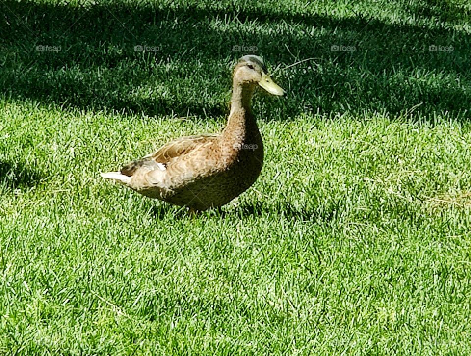 My Duck And His Sunshining Day