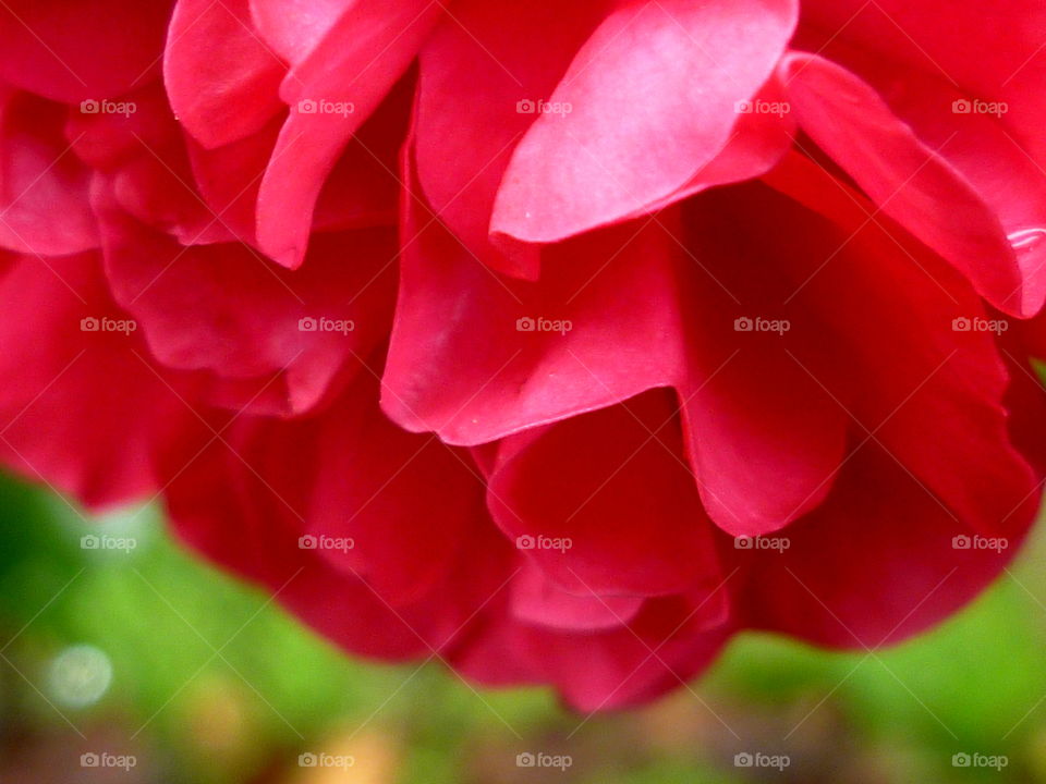 Pink petals of the rose