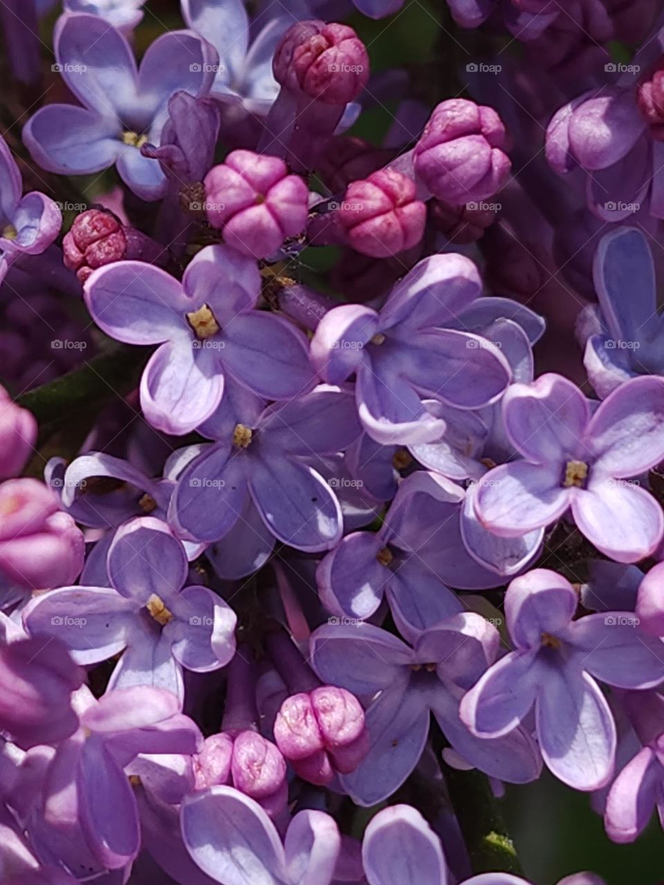 lilac