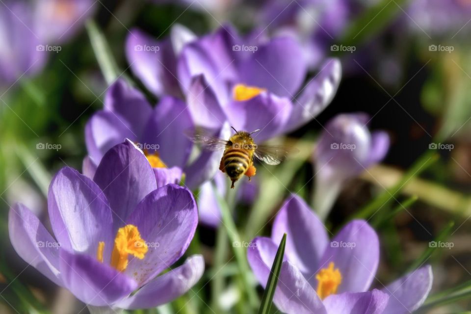 Close-up of bee flying on flowers