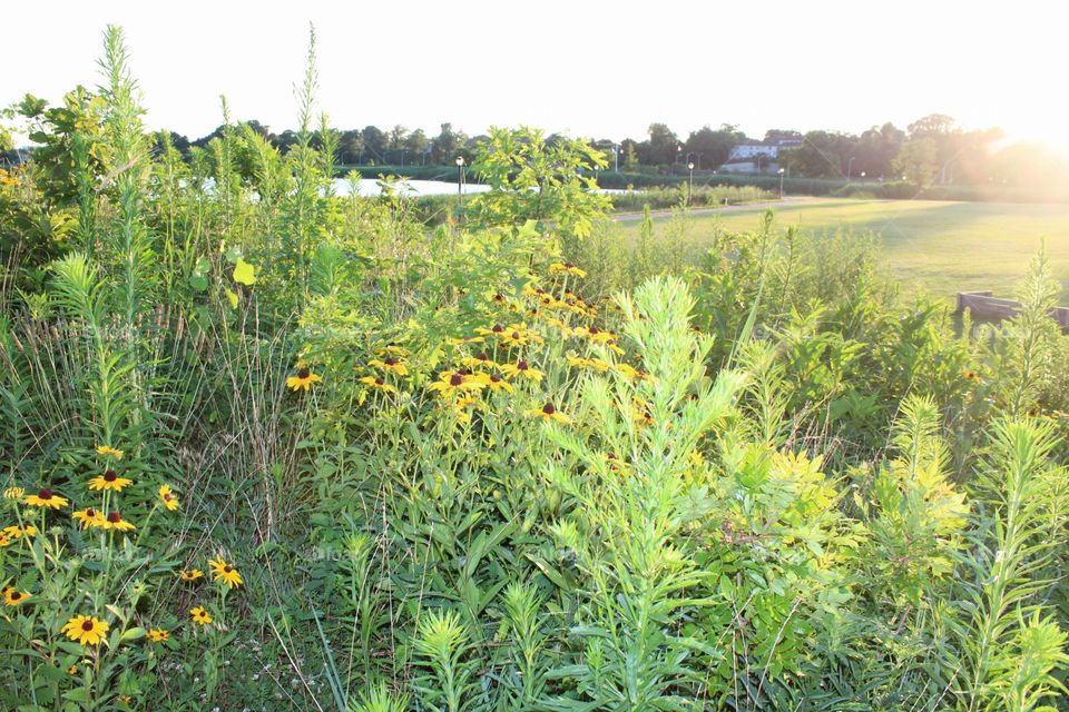 Summer, Nature, Landscape, Flora, Flower