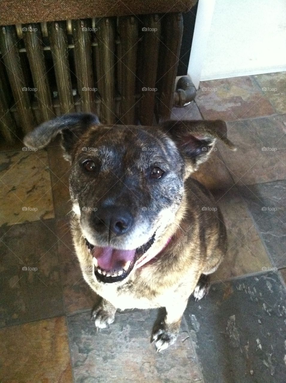Happy rescue dog smiling, inside with slate floor and an old radiator in the backdrop