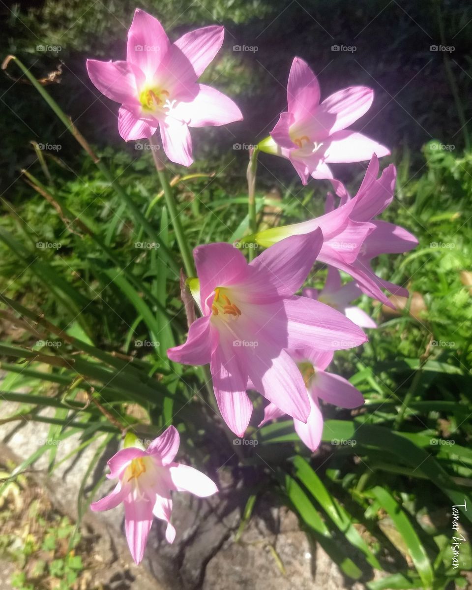 pink Flowers spring vibes