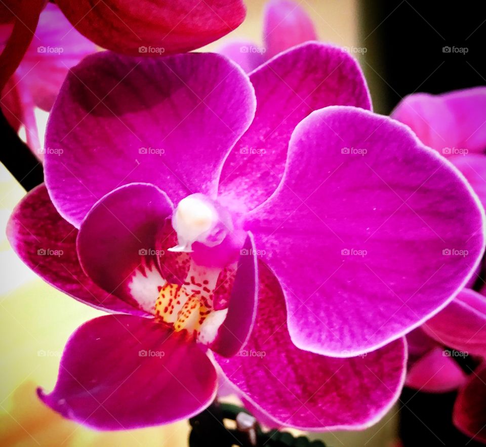 Beautiful purple orchid in garden