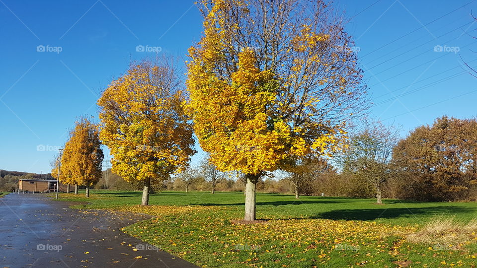 Herbst - gold - strahlender Himmel - wunderschön - traumhaft -goldener Herbst