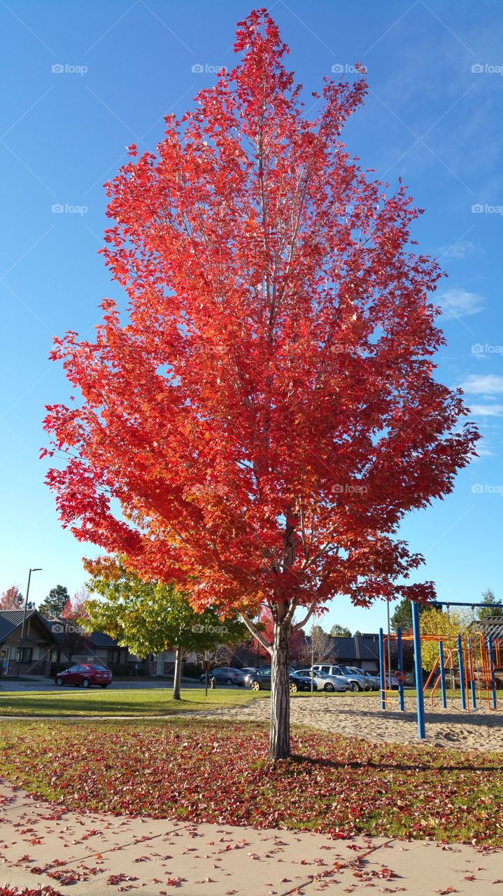 Red Fall Foliage Against Blue Sky. Autumn Tree in Colorado Springs.