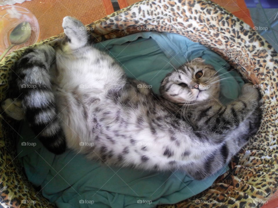 cute kitten scottish fold