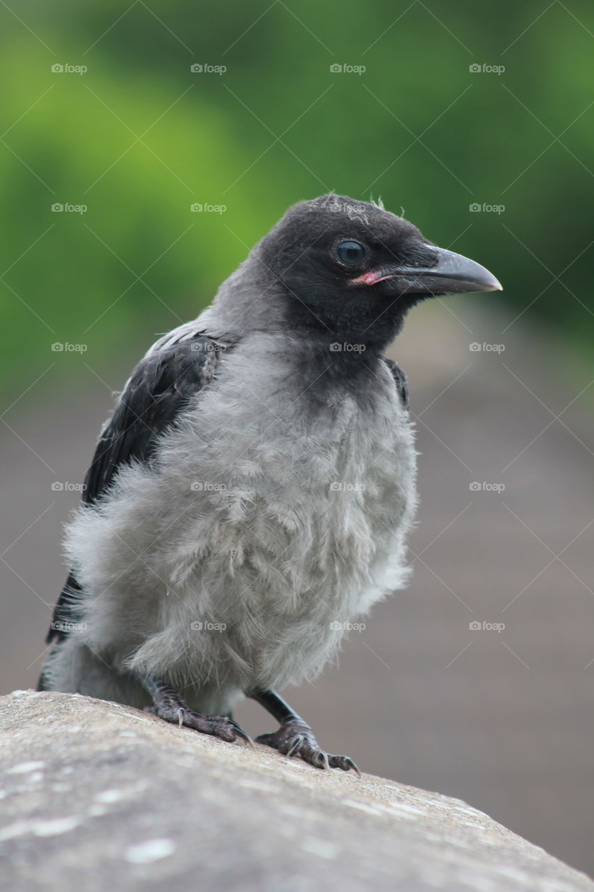 Animals, rook, raven, bird, small, garden, wild,