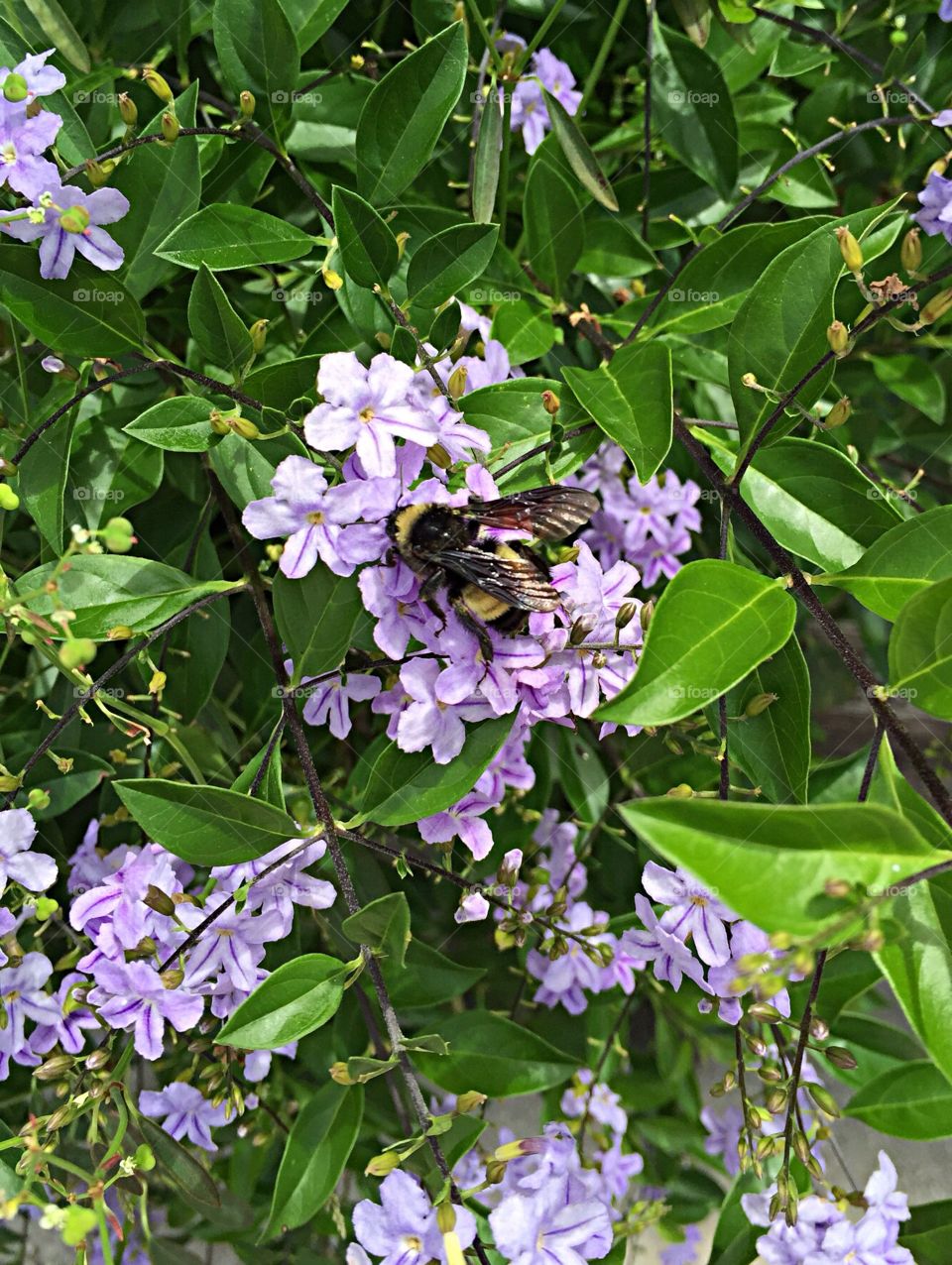 Bee on a purple flower