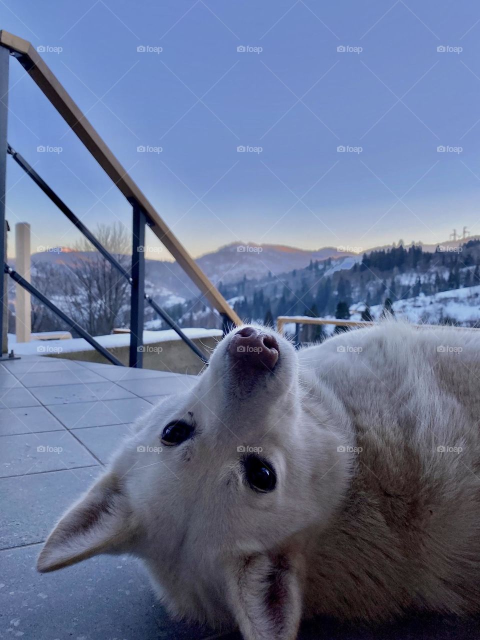 Photo of a white dog named Belka against the backdrop of the Ukrainian mountains in the Carpathians. The cute dog specifically posed for the photo. Photo taken on a phone