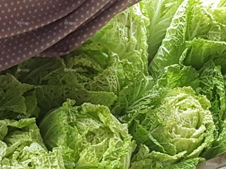 Cabbage, food for healty