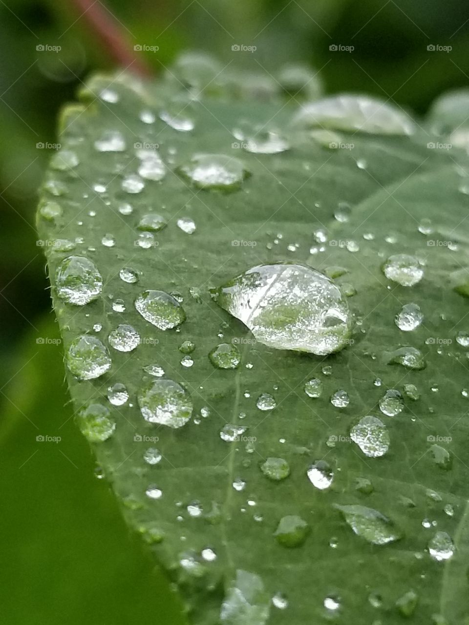 Droplets of water on a leaf