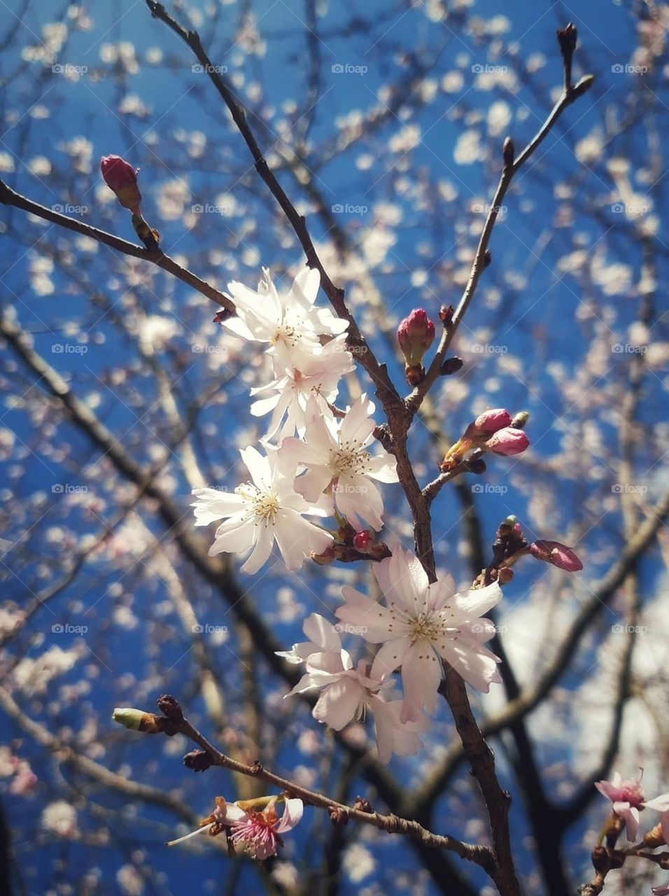 Different stages of the blosssem in the tree , beautiful signs of spring is in the air