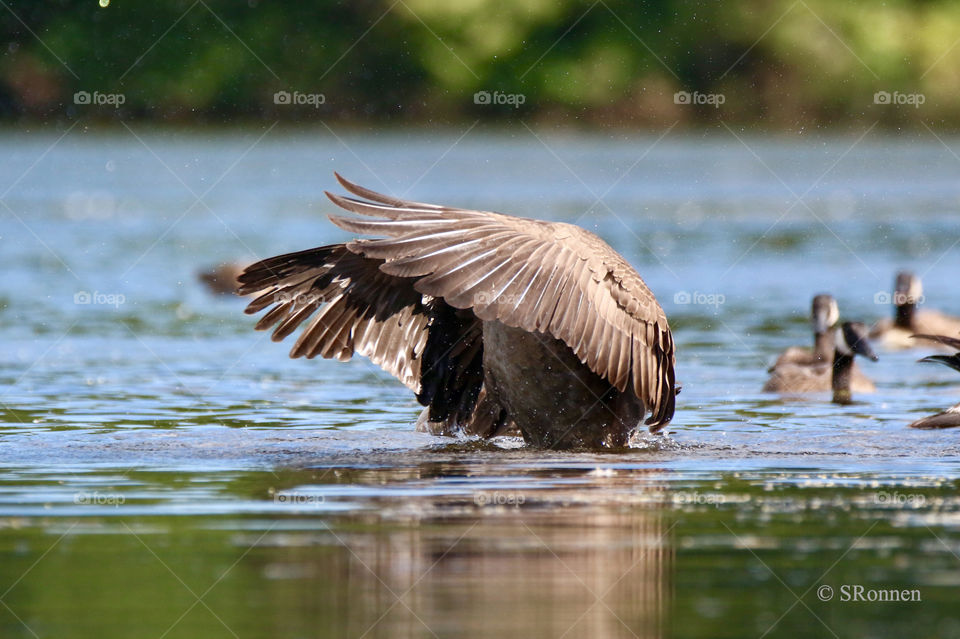 Camera shy Canadian goose