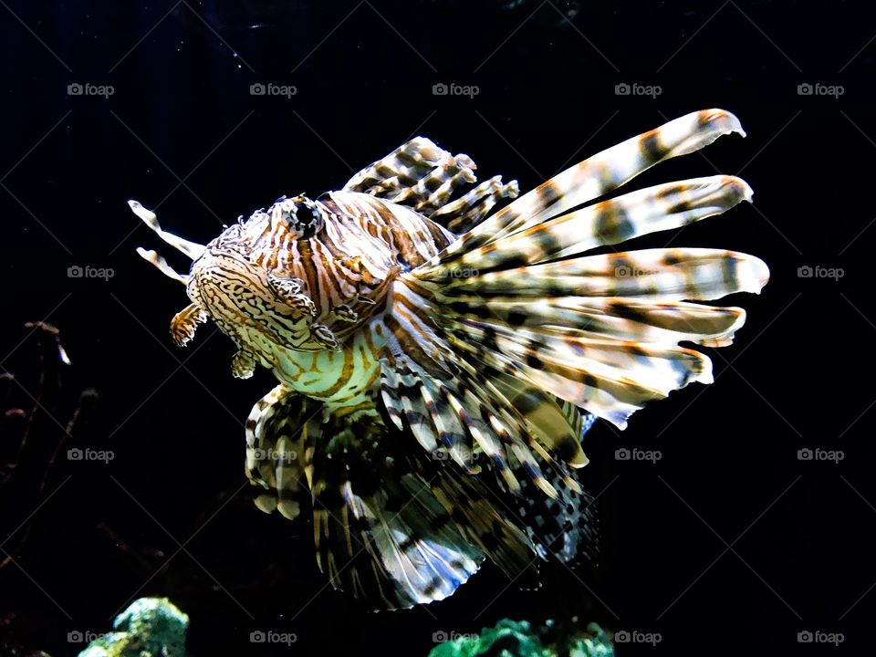 Lion fish at Georgia aquarium with black background 