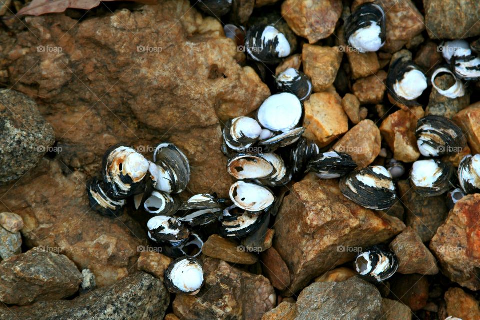 clam shells on the rocks