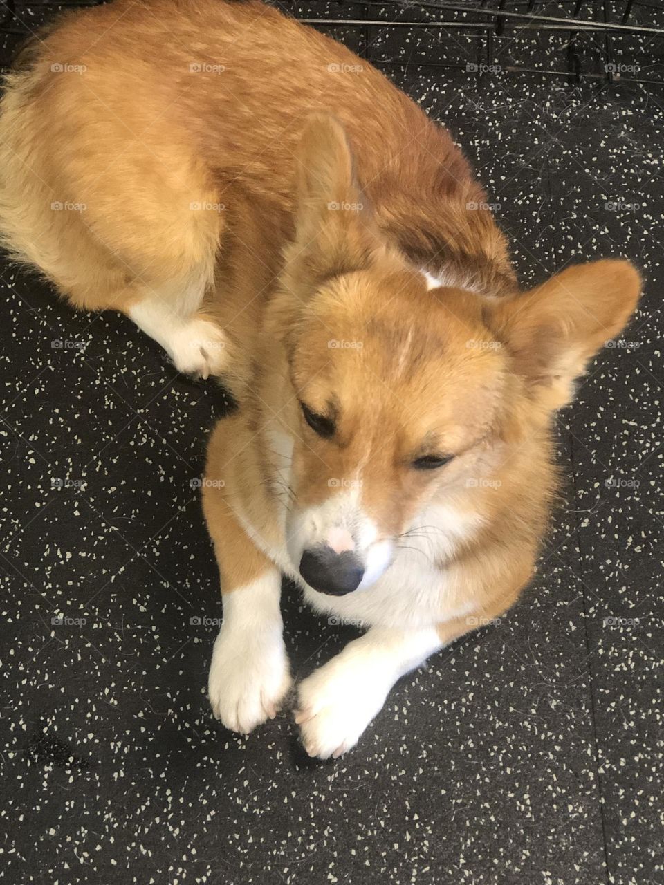 Corgi 