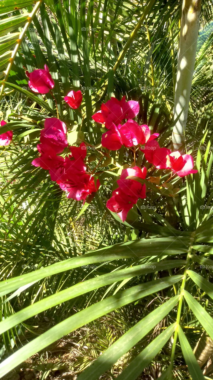 BUGANVÍLIAS VERMELHAS