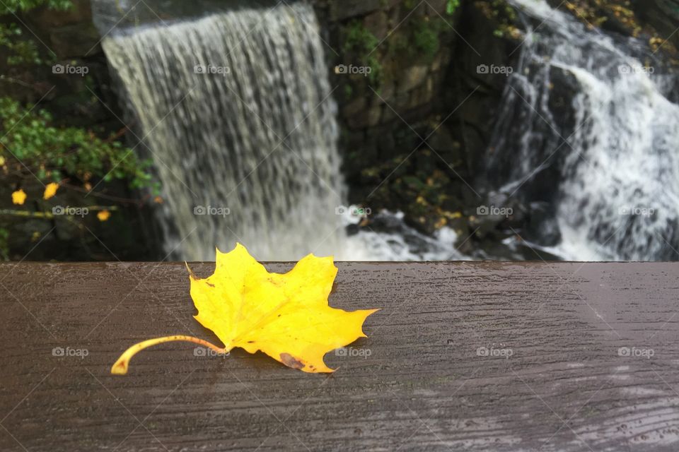 Yellow leaf on a bridge