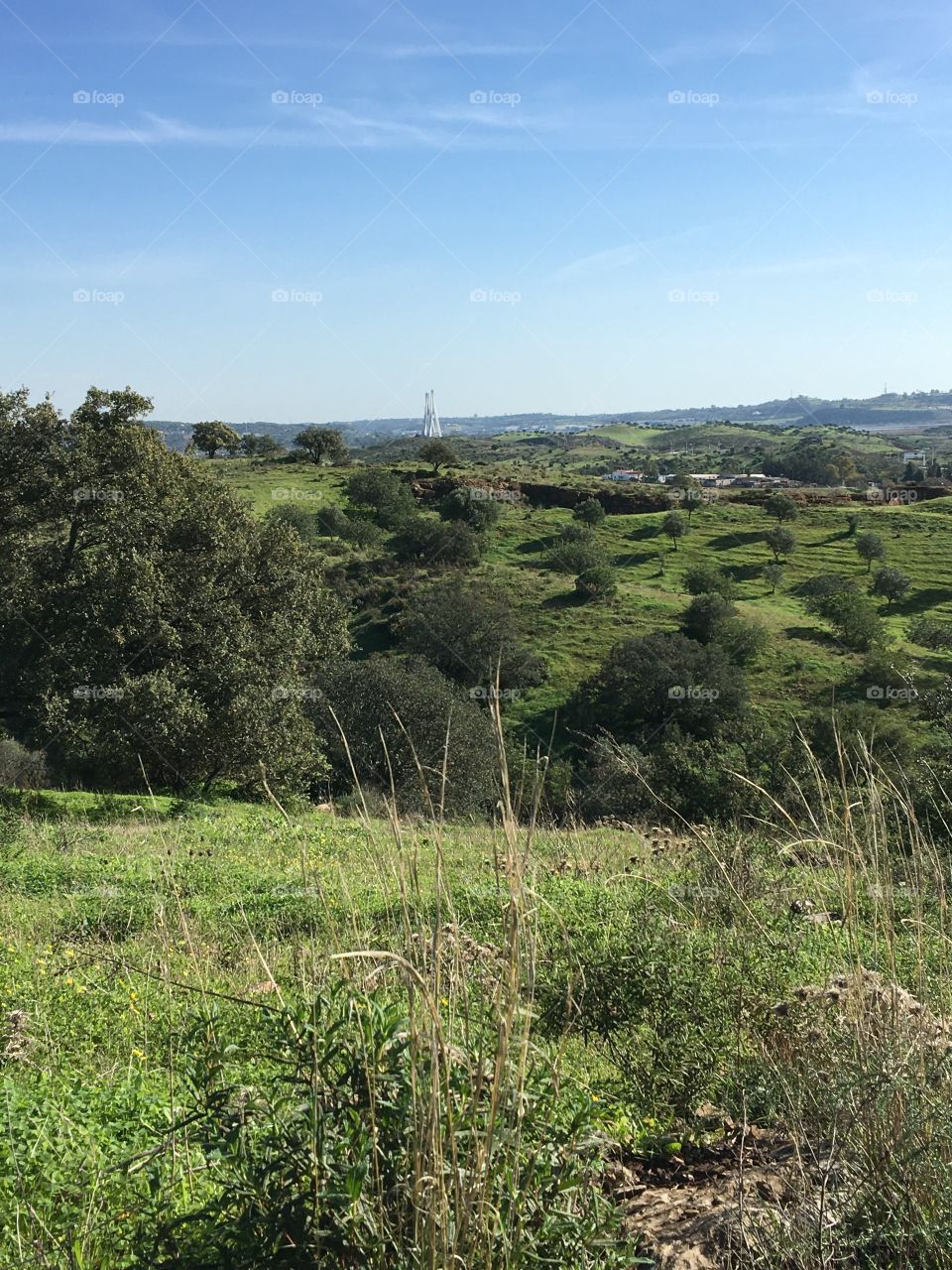 Landscape with trees