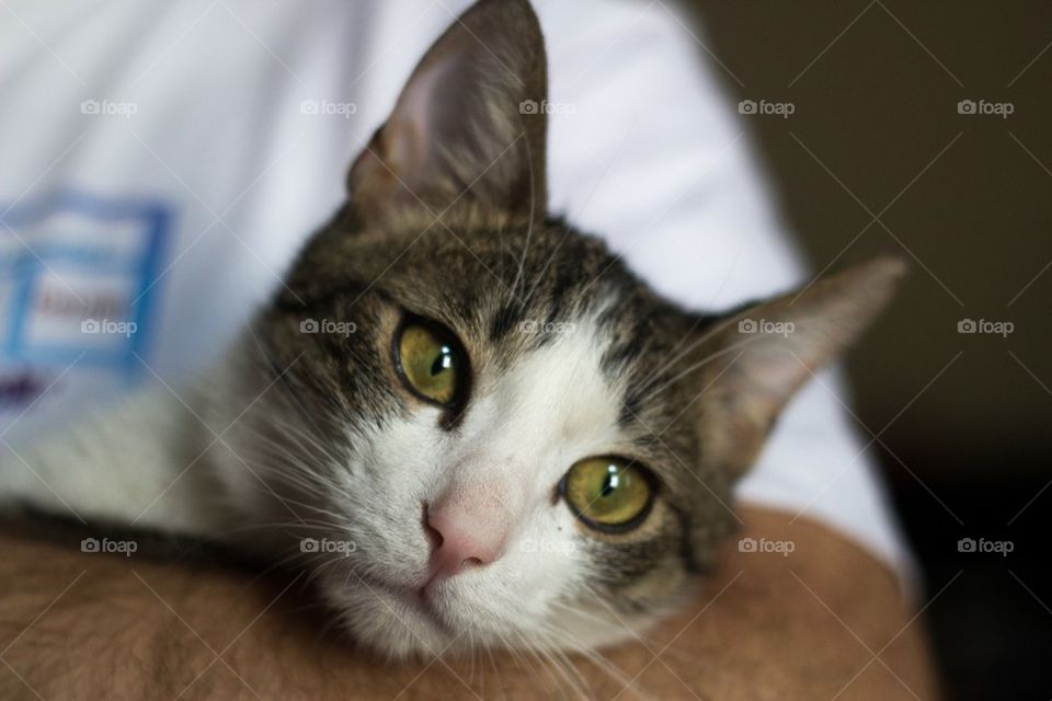 cat animal cute kitty by ndia