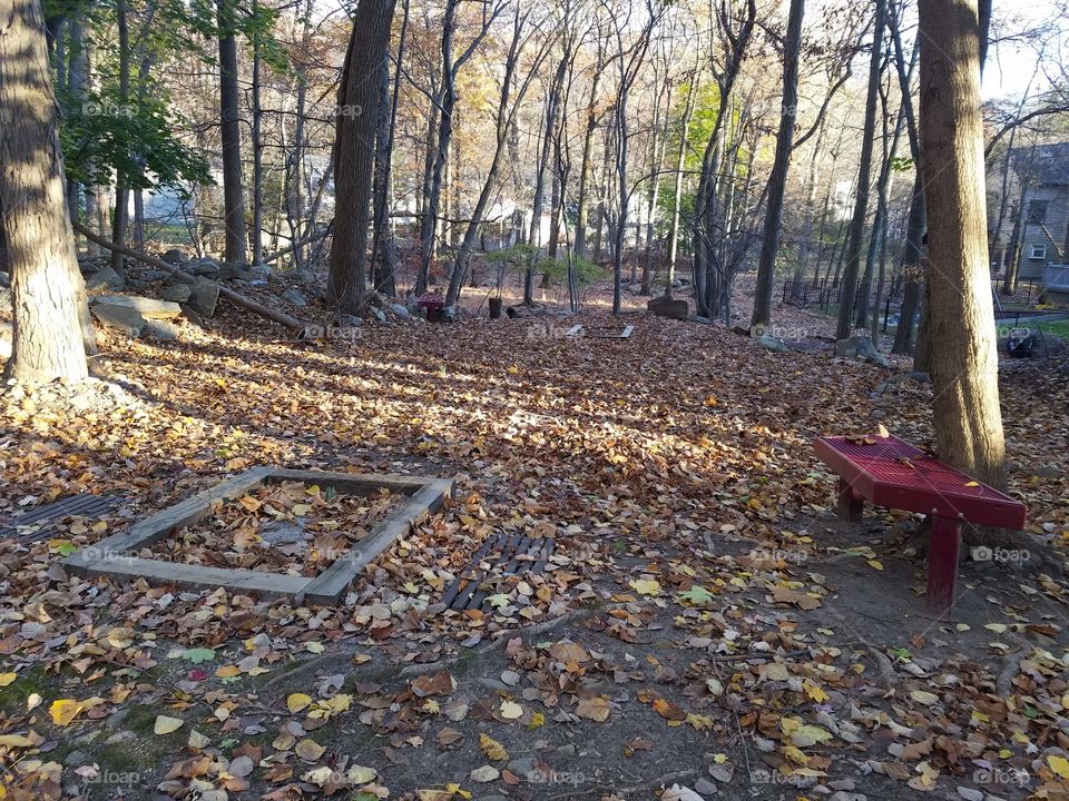 Firepit in the woods