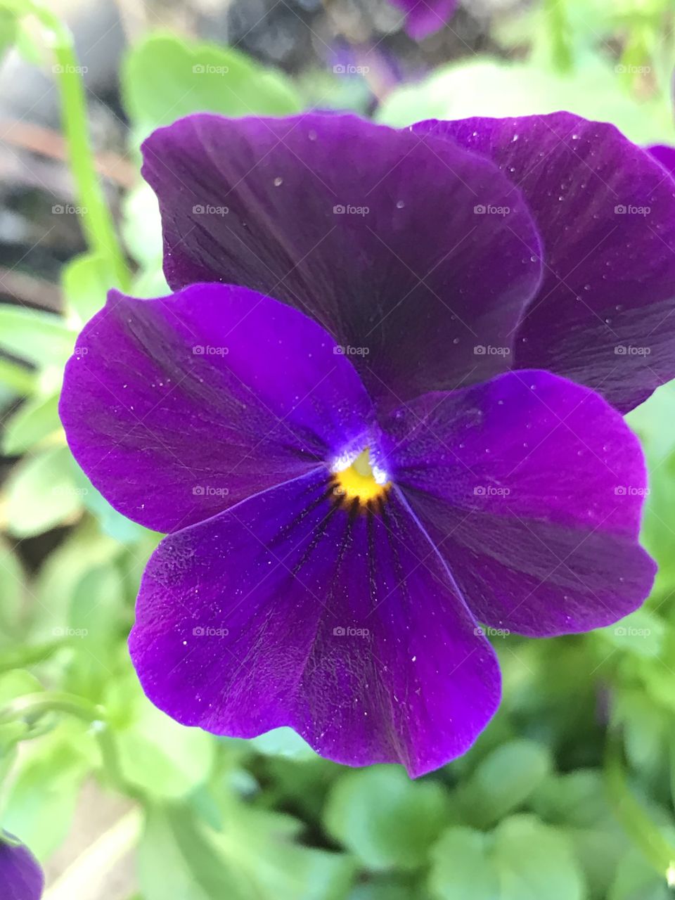 Deep violet pansy