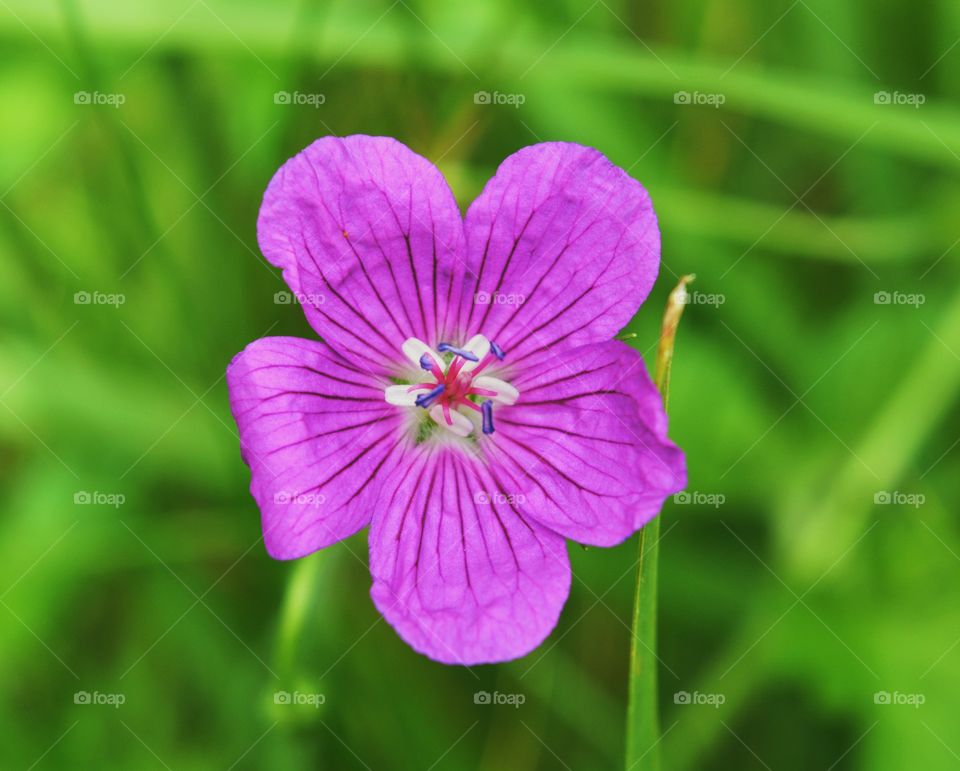 Closeup of purple flower 