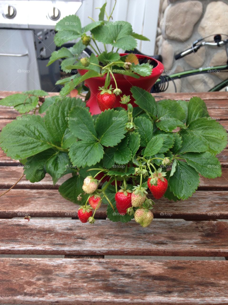 Homegrown strawberry 