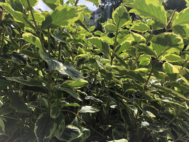 On my park visit to one of Exeter’s finest l noticed these green shrubs that stand out and cannot fail to be noticed.