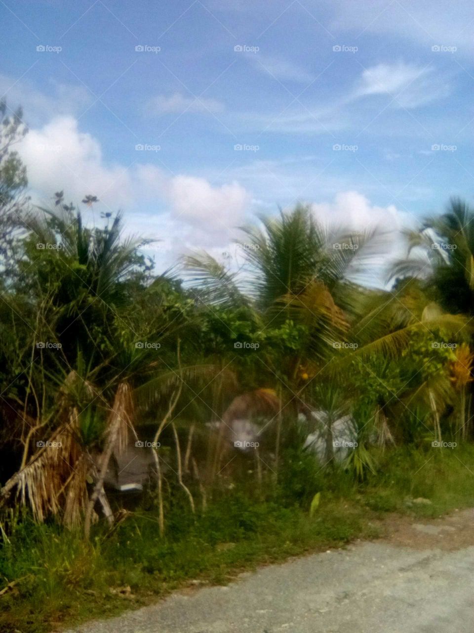 I enjoy taking pictures of what I see in my day today some time I'my self as I see nature