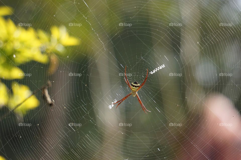 Spider