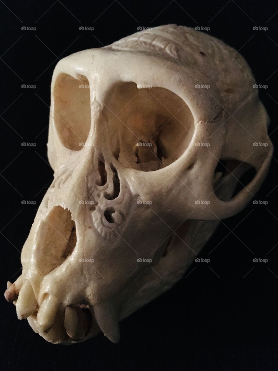 Carved skull of monkey