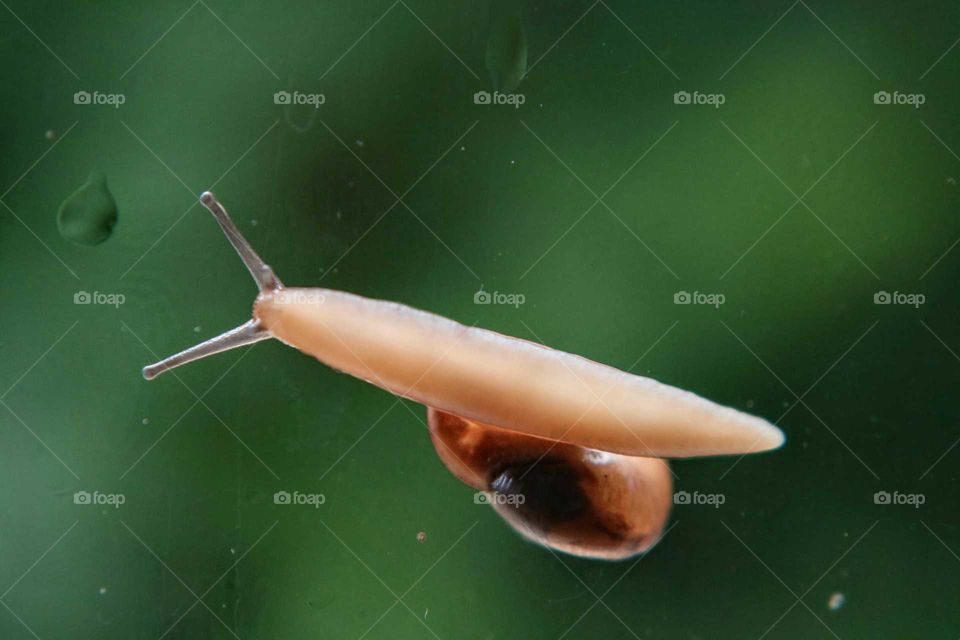 Snail on glass after rain