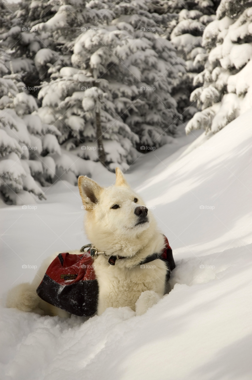 winter forest woods mountains by bobmanley