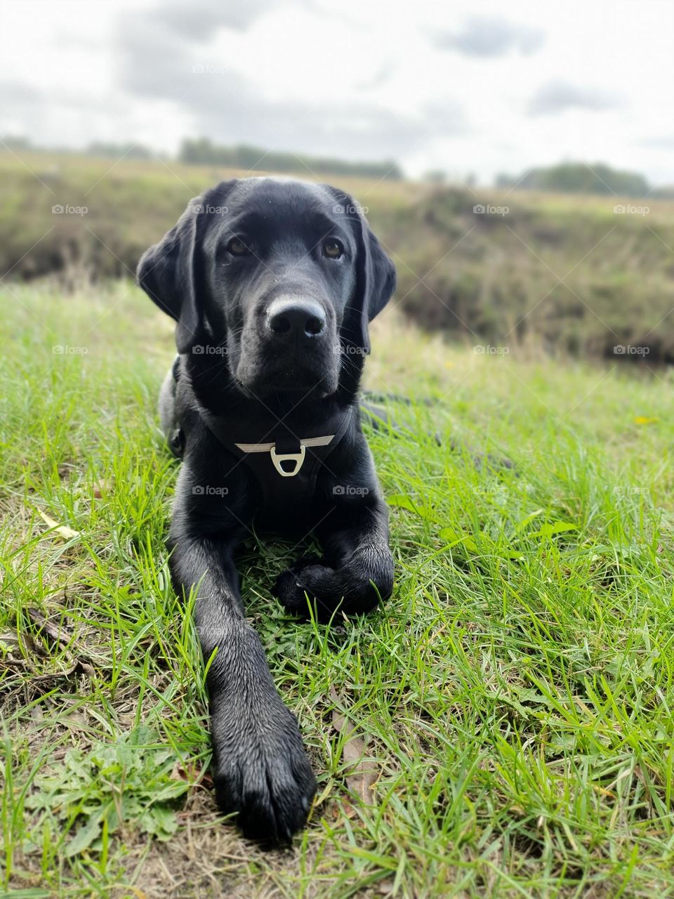 black labrador on green meadow, gras