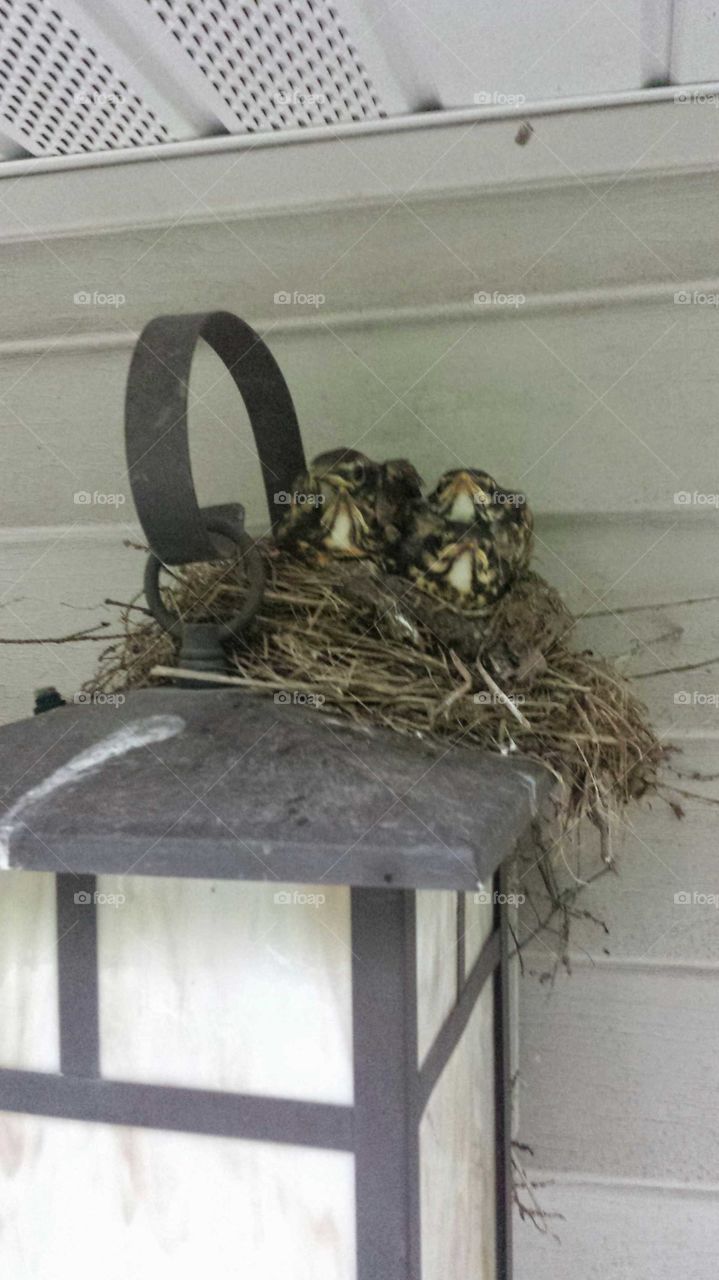 baby birds