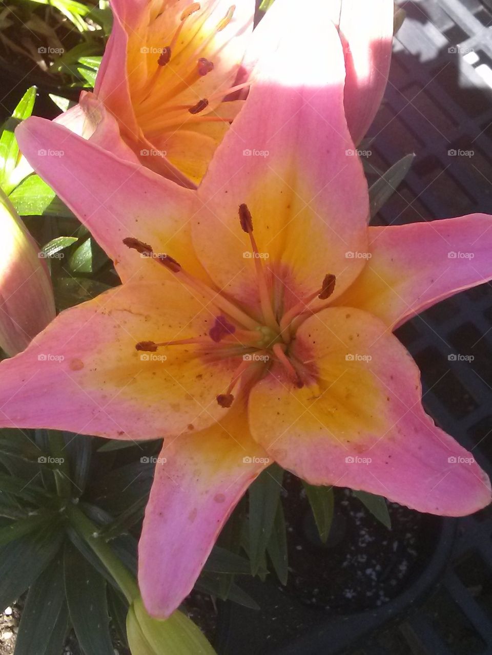daylily 