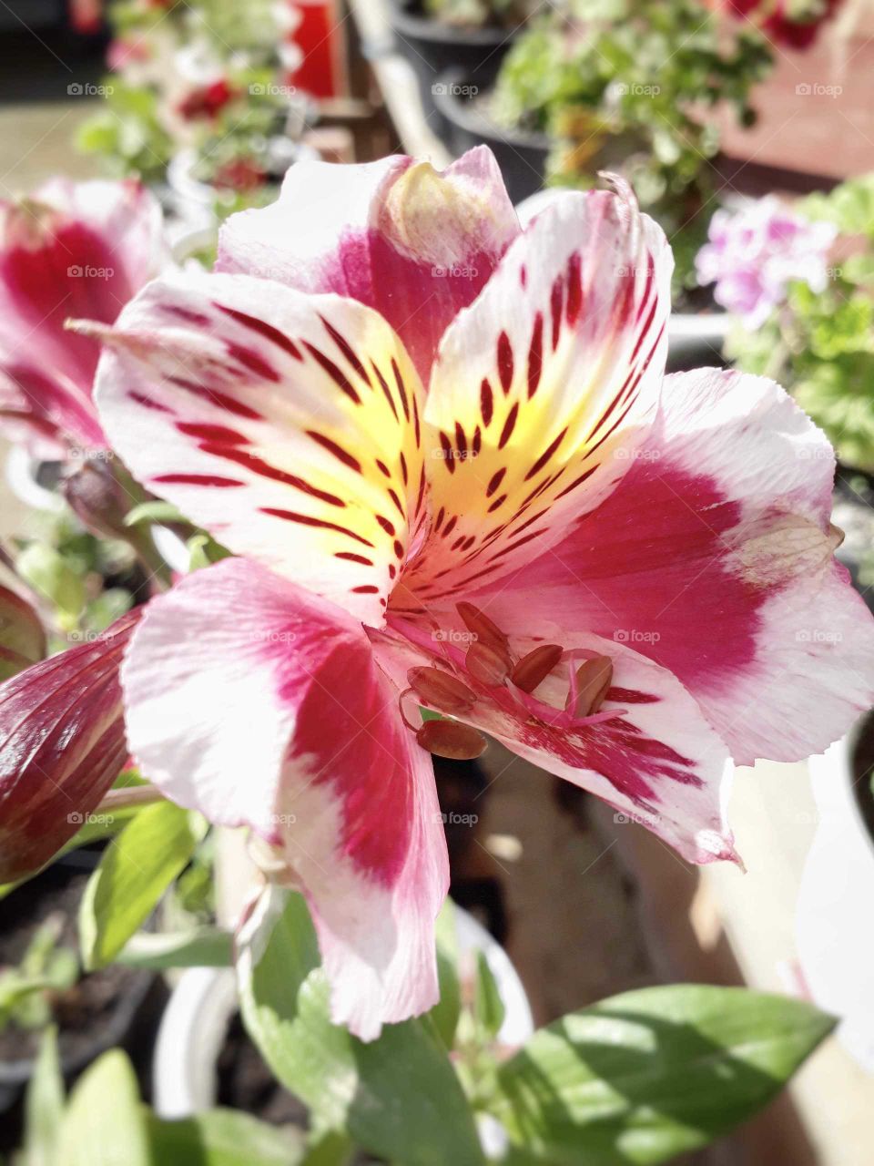 Macro photography of alstroemeria flowerhead