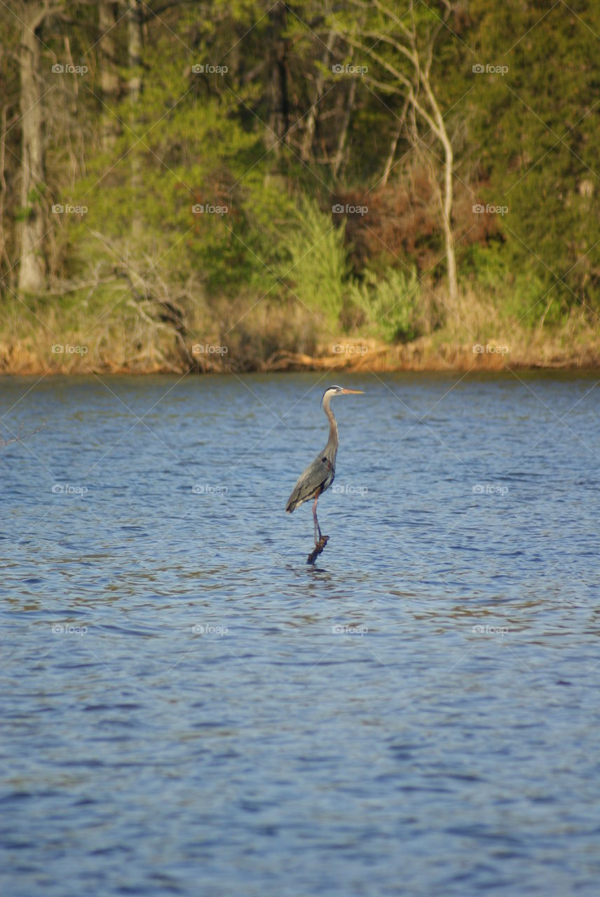 heron