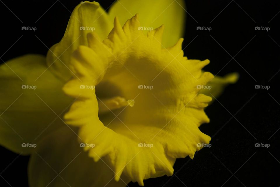 Daffodil close up 