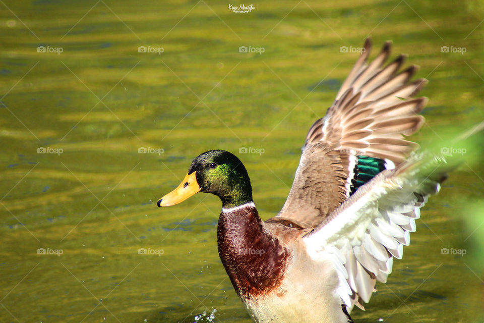 The Mallard