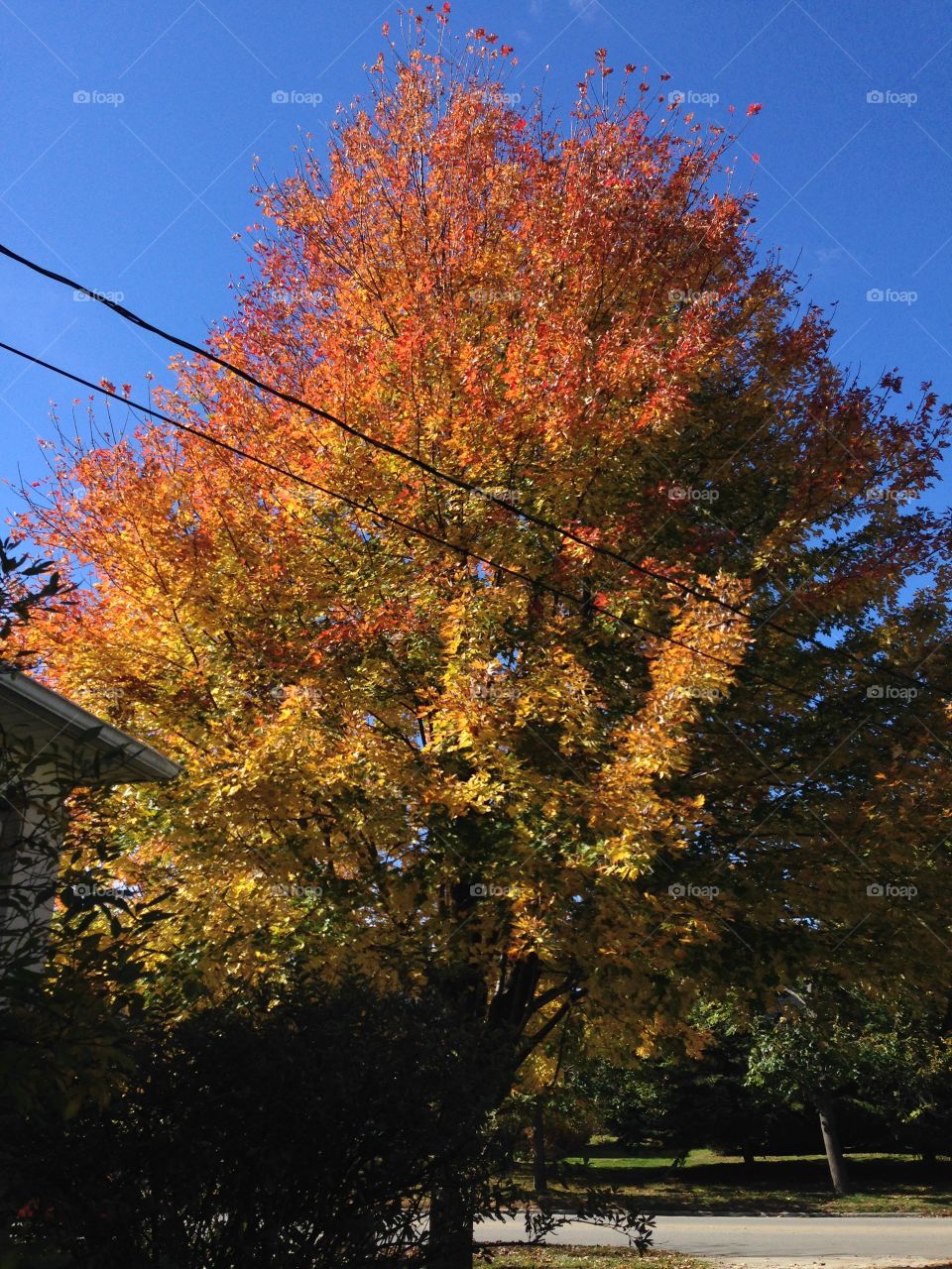 Fall Autumn Tree, Medina, Ohio