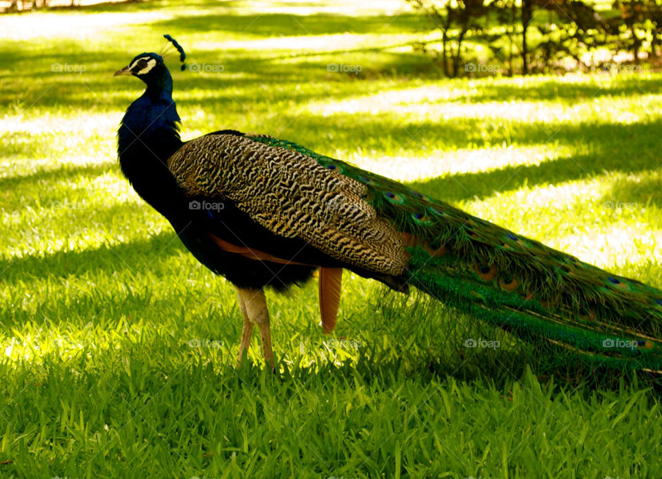 garden pet spain peacock by mitch28