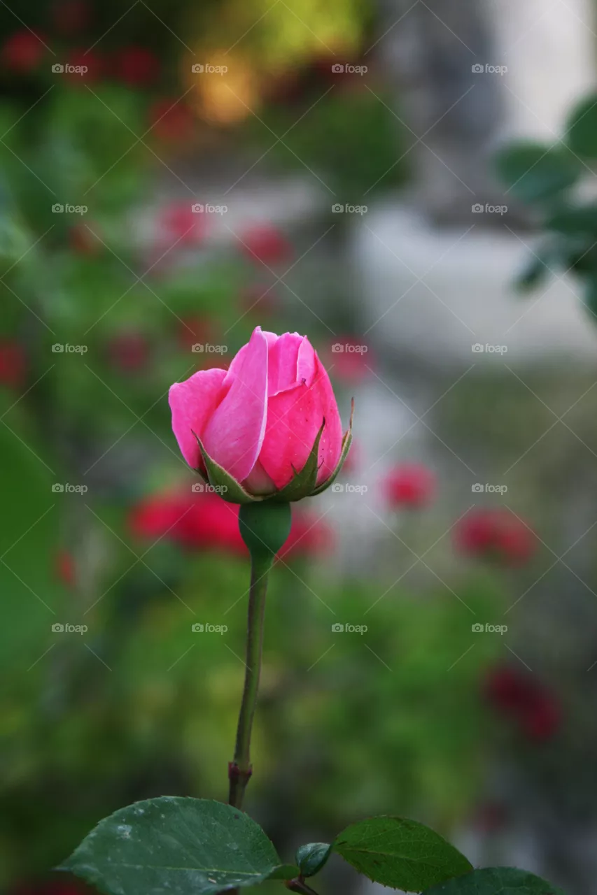 Flower