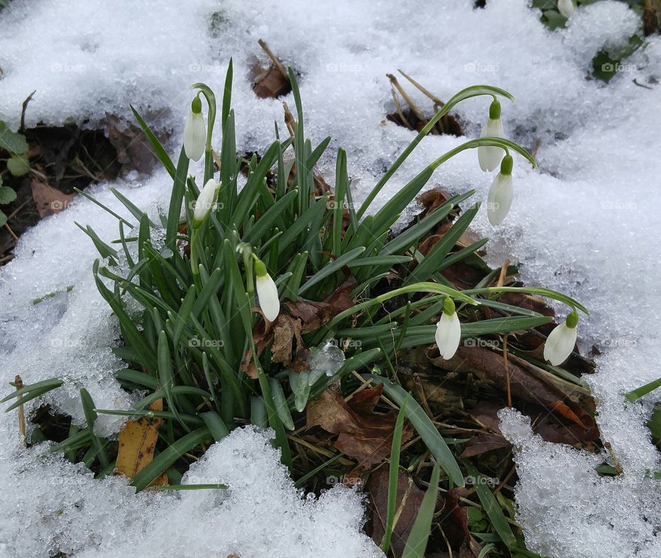 snowdrops flowers