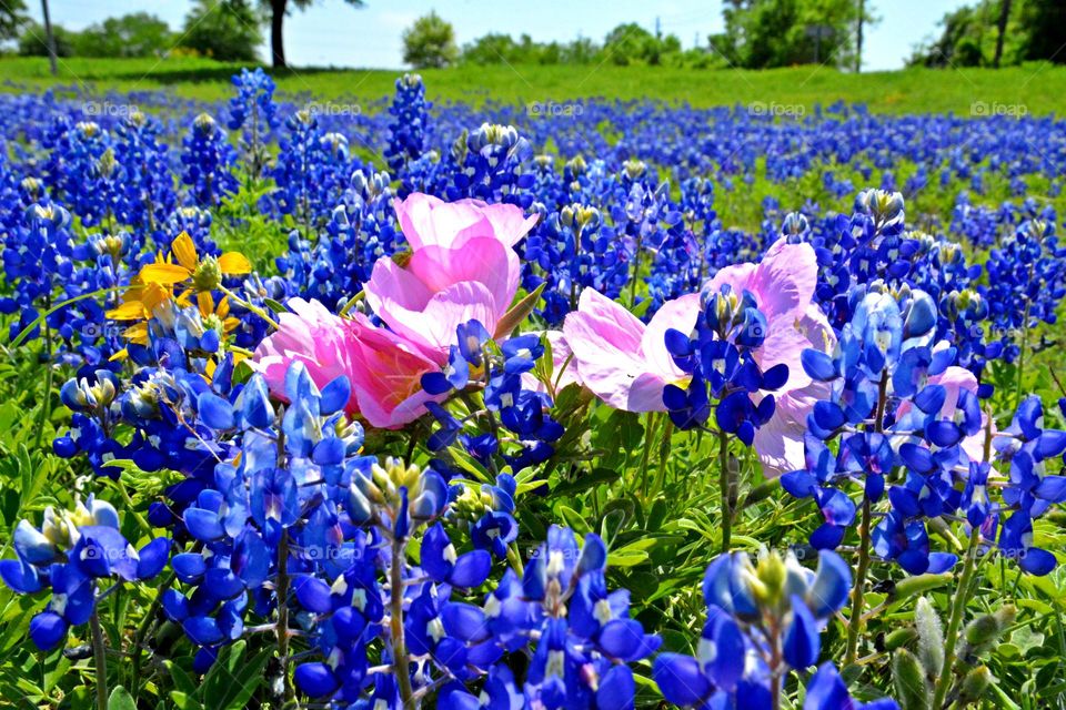 Blue Bonnets -  The shape of the petals on the flower resembles the bonnet worn by pioneer women to shield them from the sun. The bluebonnet has also come to symbolize bravery and sacrifice, along with its great Texas-pride!