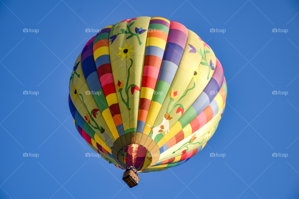 Hot air balloon festival 