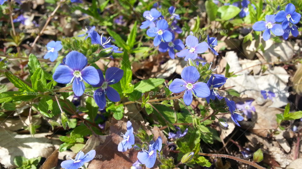 forest wild blue flowers