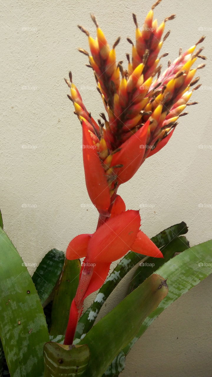 Jamaican flora